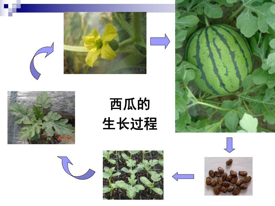 西瓜设施栽培技术.ppt_第2页