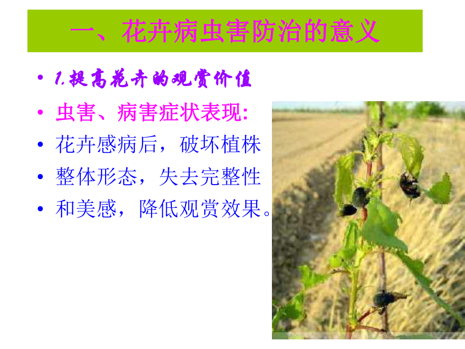 花卉病虫害防治.ppt_第3页