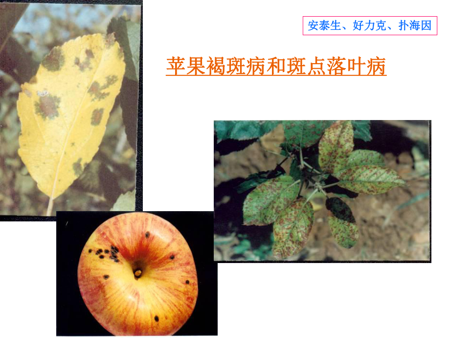 苹果主要病虫害防治.ppt_第3页