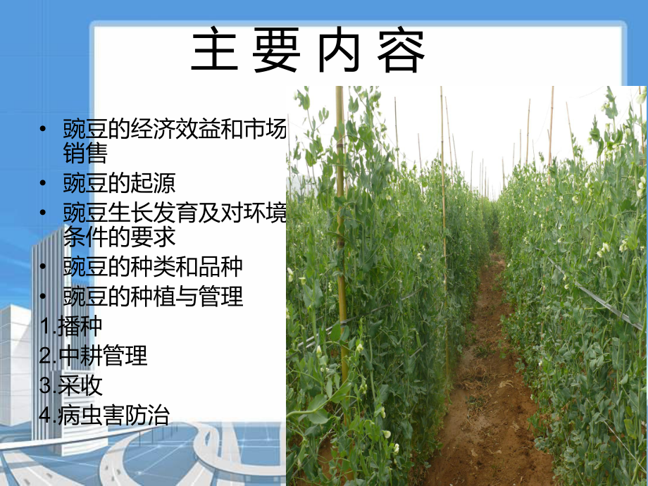 豌豆栽培技术.ppt_第2页