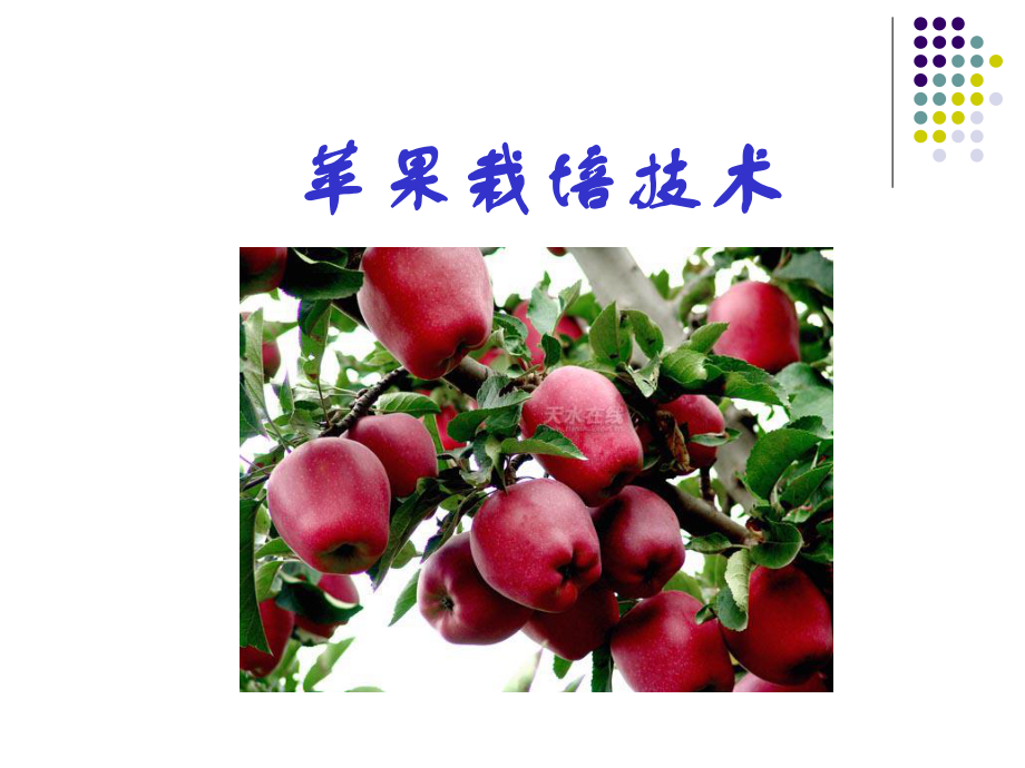 苹果栽培技术.ppt_第1页