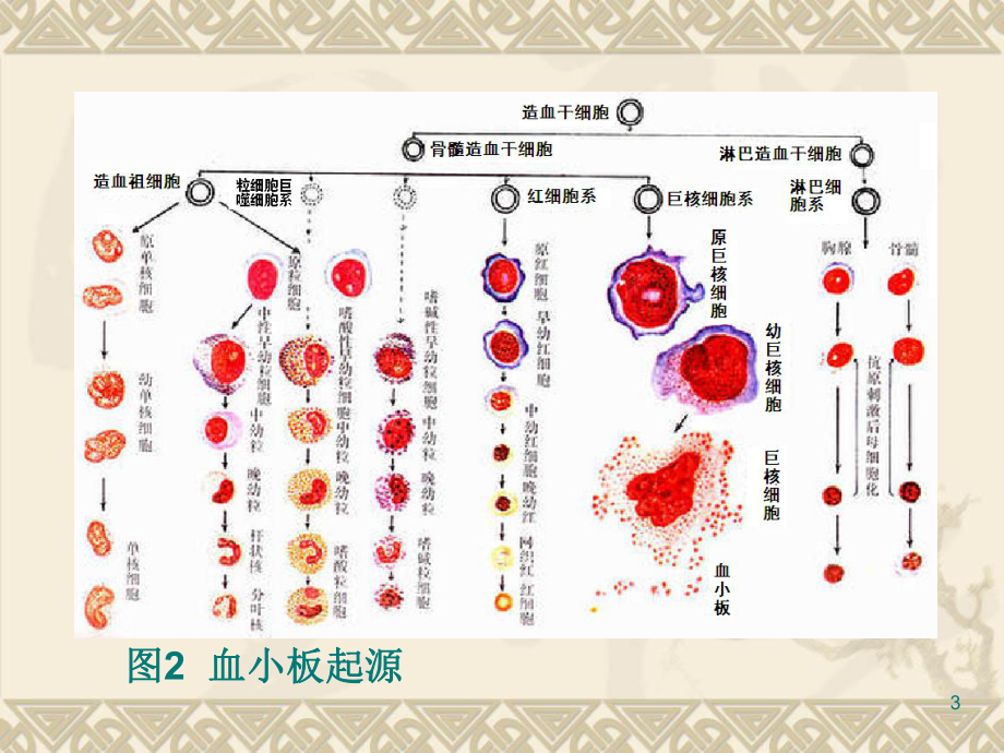 血小板临床应用.ppt_第3页