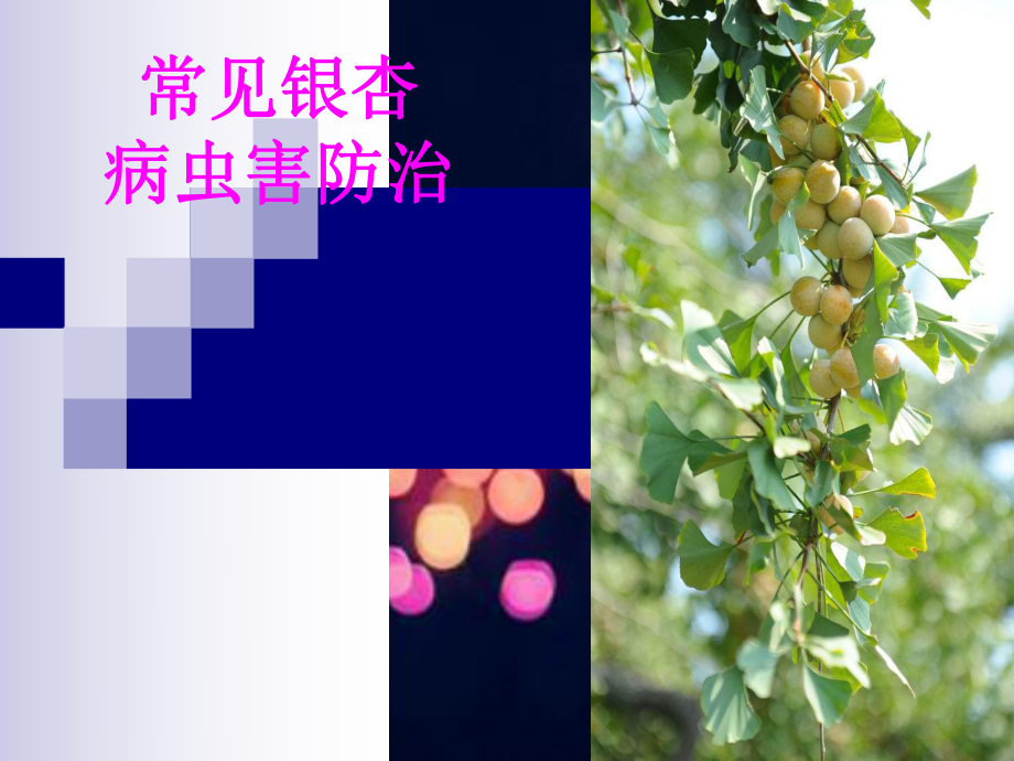 银杏病虫害防治.ppt_第1页