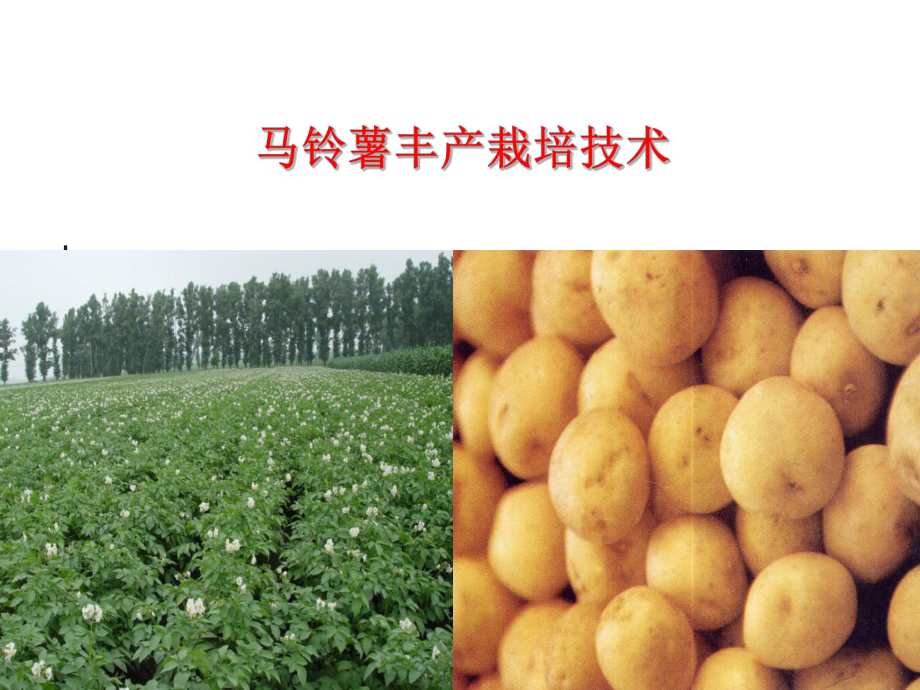 马铃薯栽培技术.ppt_第1页