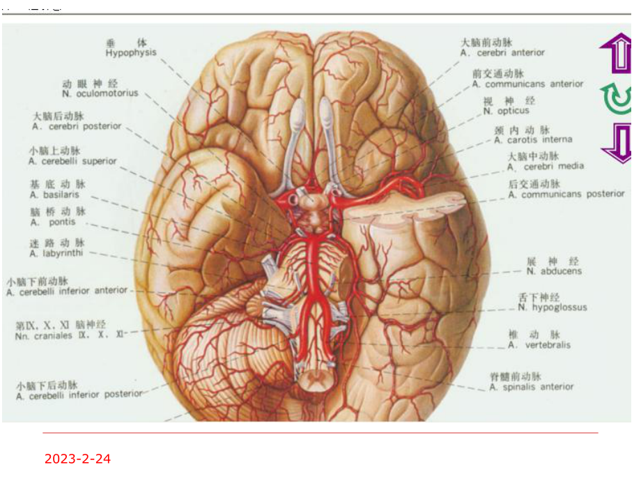 颅内动脉瘤分型及影像学表现.ppt_第3页