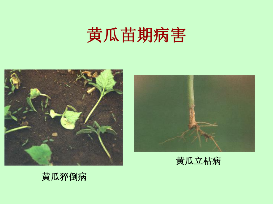 黄瓜病虫害防治技术(重要).ppt_第2页