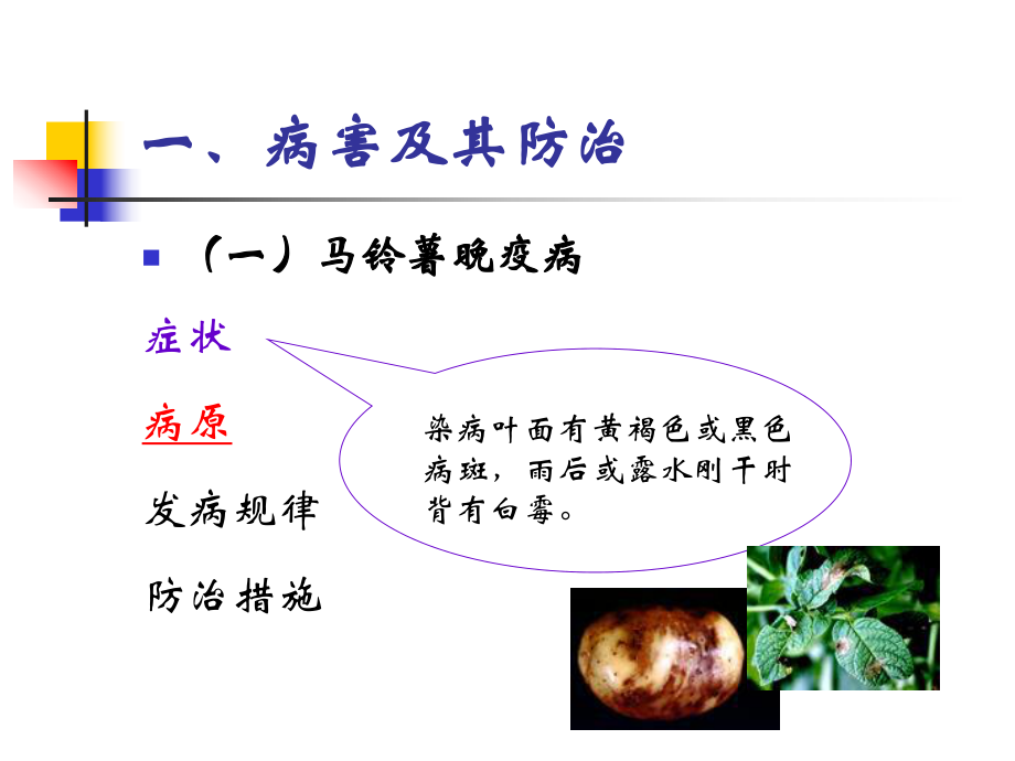 马铃薯病虫害.ppt_第2页