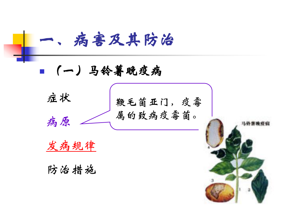 马铃薯病虫害.ppt_第3页