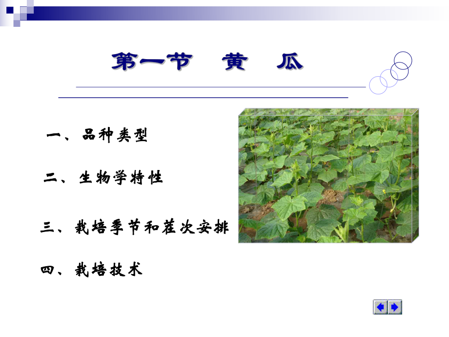 黄瓜栽培技术.ppt_第2页