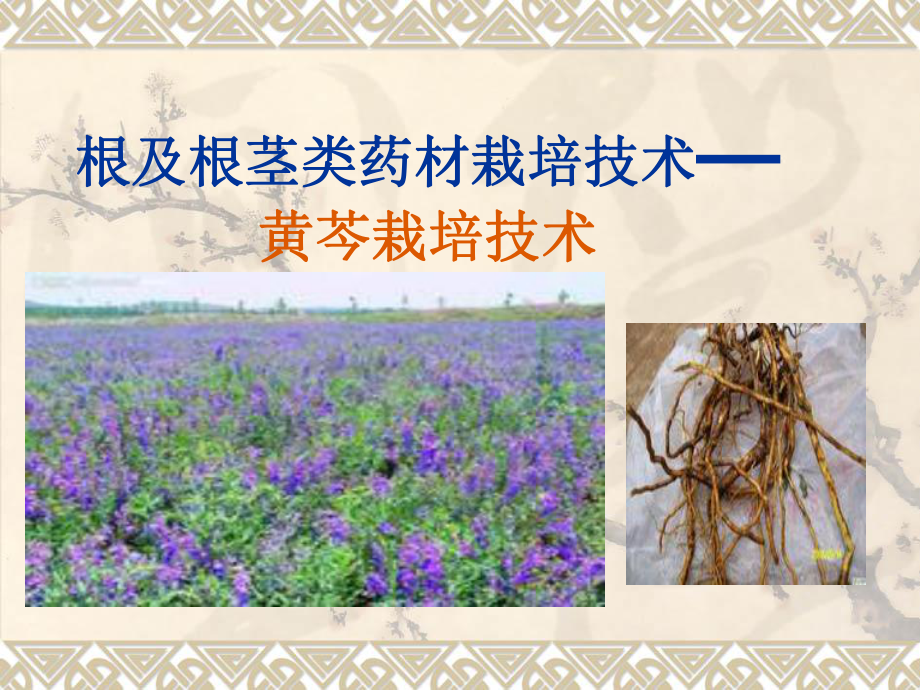 黄芩的栽培技术.ppt_第1页