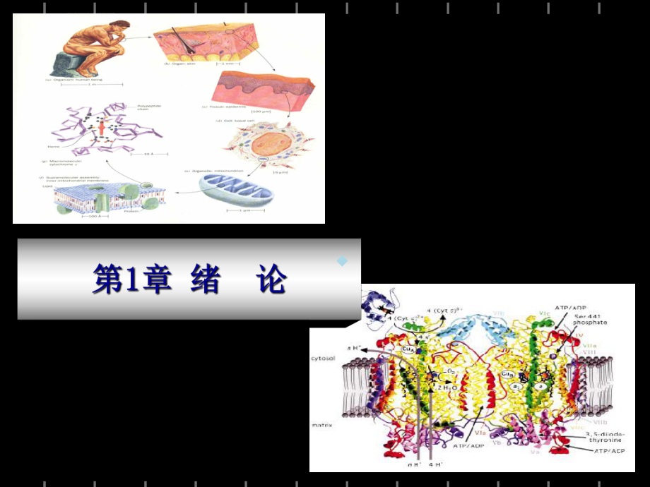 动物生物化学课件.ppt_第2页