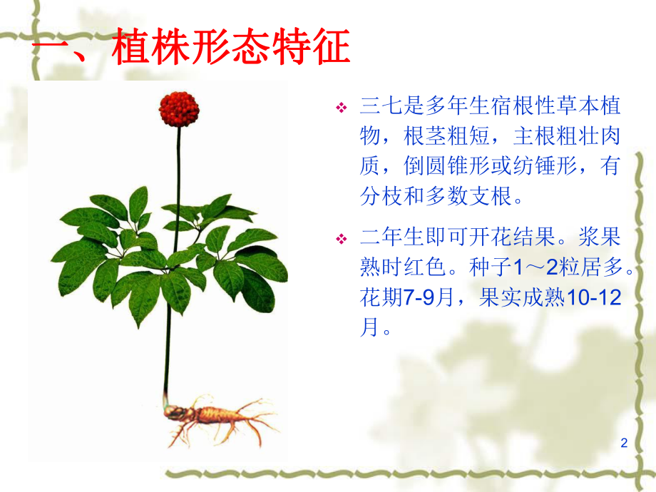 [药用植物栽培学]三七栽培技术.ppt_第2页