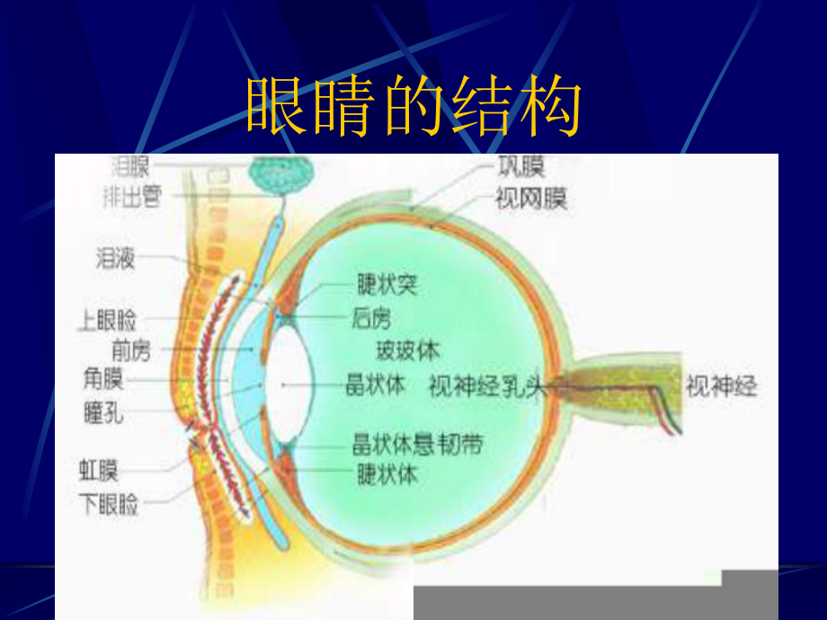 近视眼的预防PPT课件.ppt_第3页