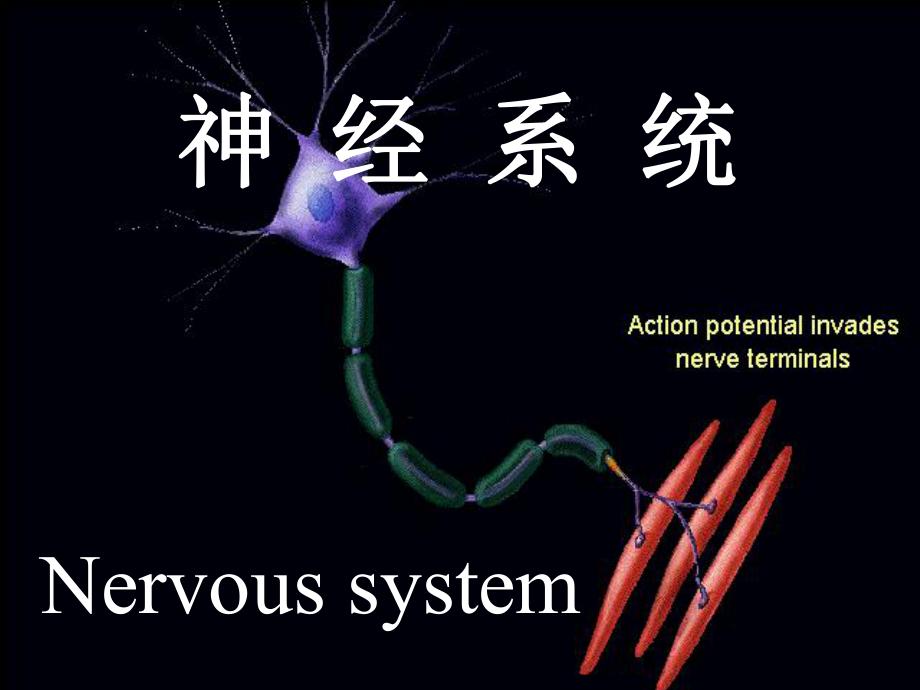 神经系统医学课件.ppt_第1页