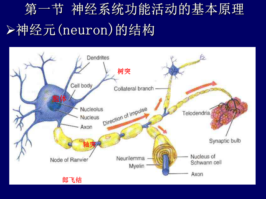 神经系统医学课件.ppt_第3页