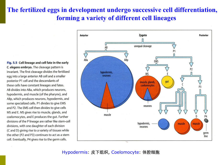 (发育生物学)VIII干细胞生物学.ppt_第3页