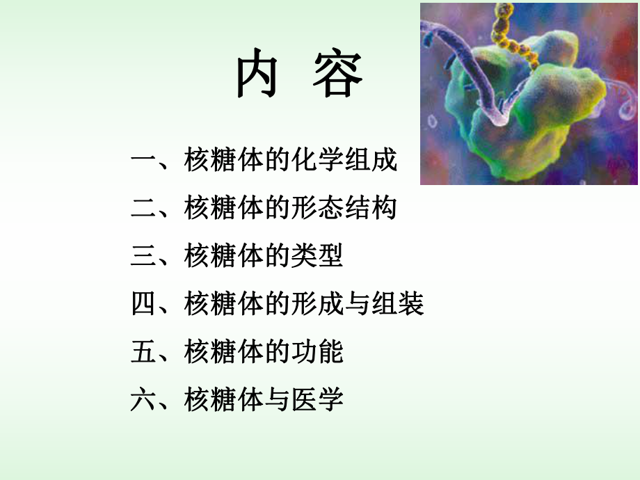 11核糖体细胞生物学.ppt_第2页