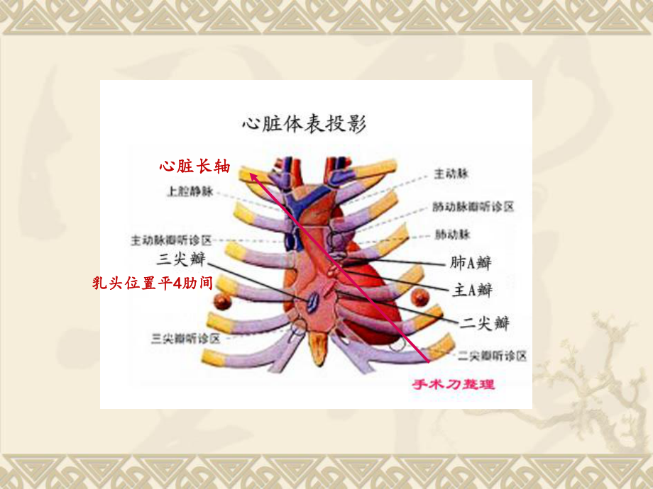 心脏超声常规切面及手法操作.ppt_第3页