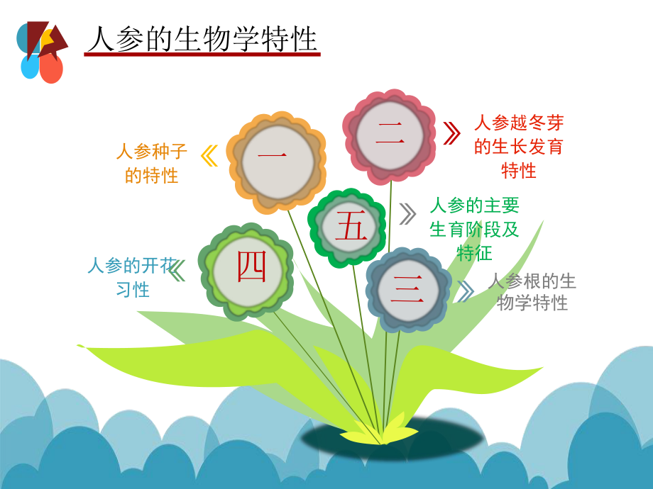 人参的生物学特性.ppt_第3页