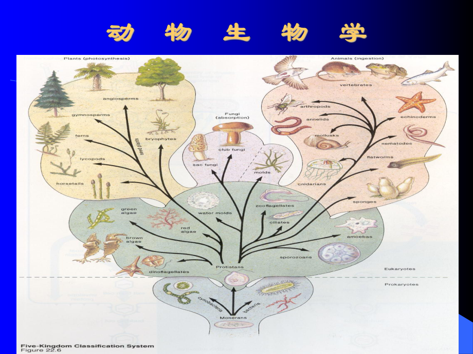 动物的生物学.ppt_第1页