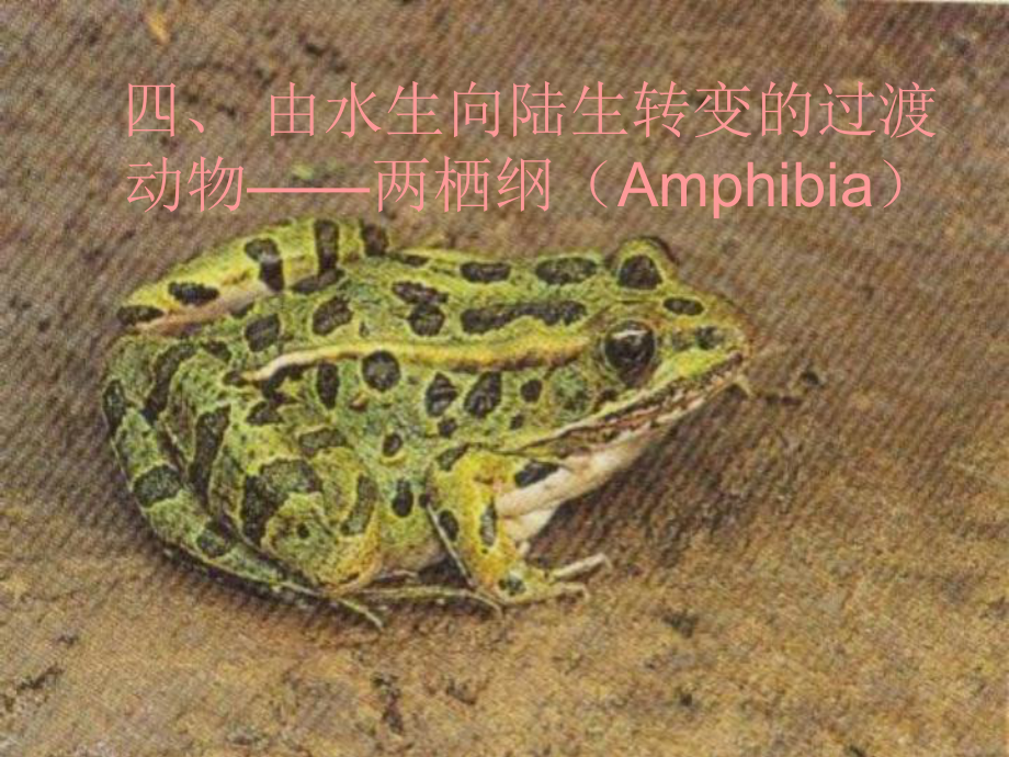 动物生物学两栖纲.ppt_第2页