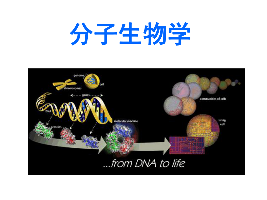 分子生物学绪论.ppt_第1页