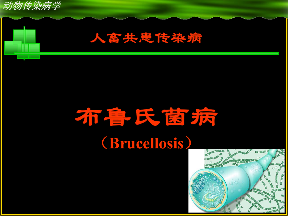 动物医学课件：布病.ppt_第1页