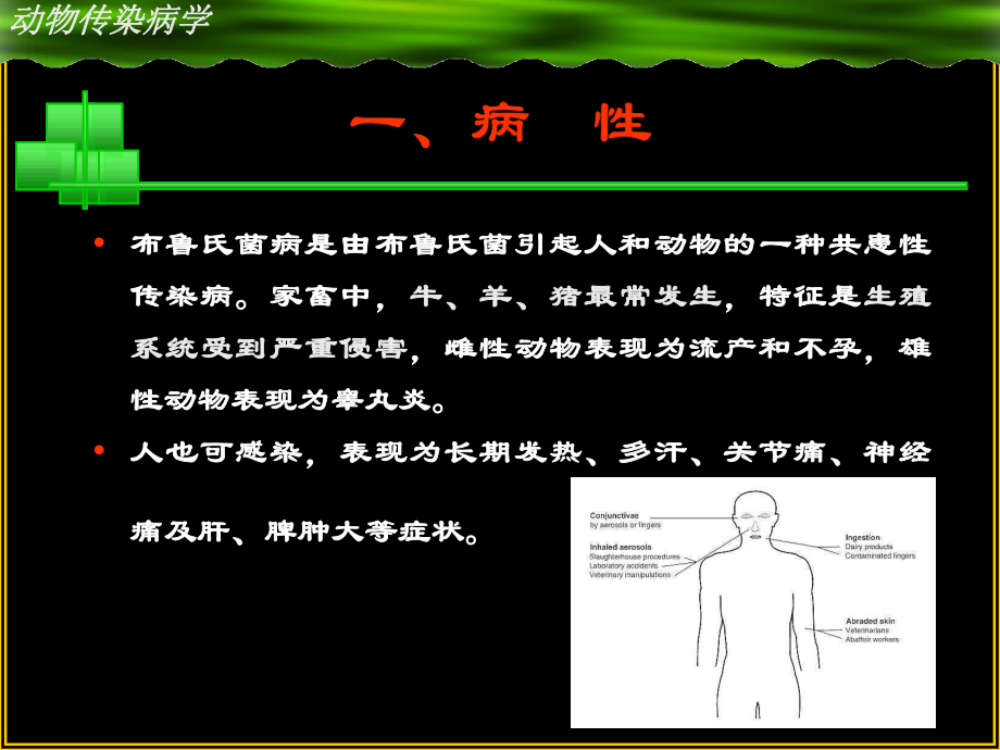 动物医学课件：布病.ppt_第2页