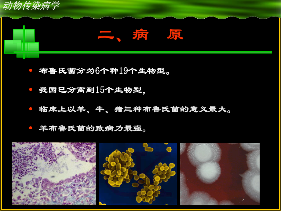 动物医学课件：布病.ppt_第3页