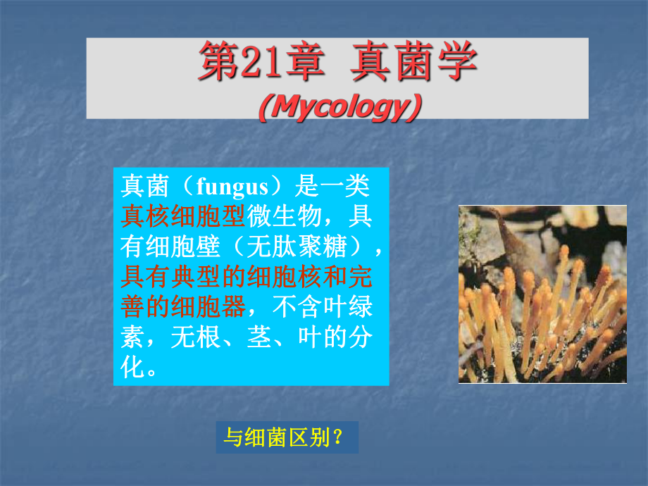 医学真菌学PPT课件.ppt_第1页