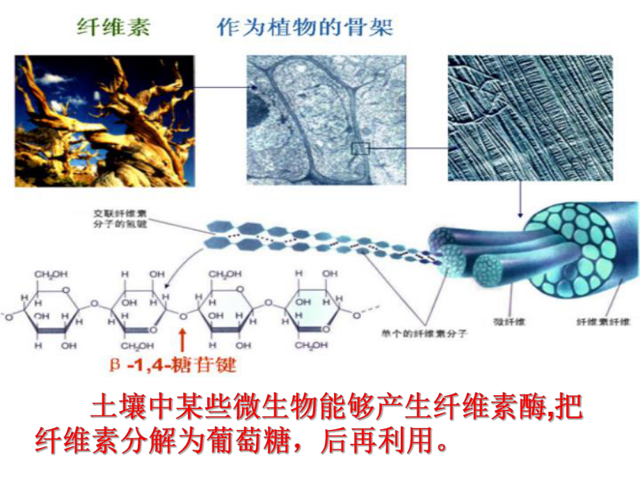 分解纤维素的微生物的分离.ppt_第3页