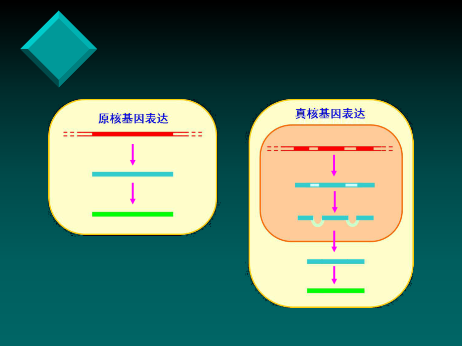 医学生物学7.ppt_第2页