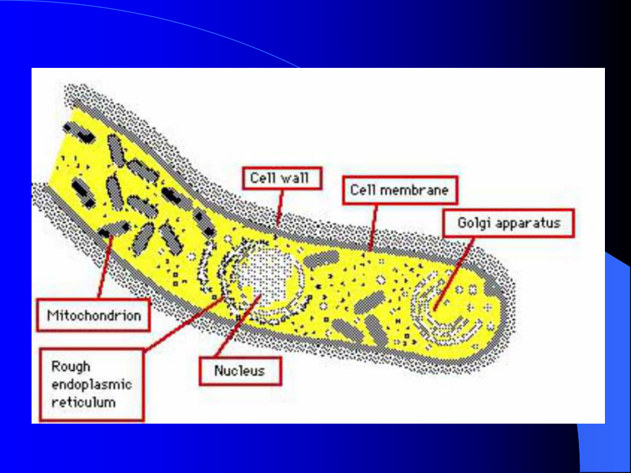 医学微生物学真菌PPT课件.ppt_第3页