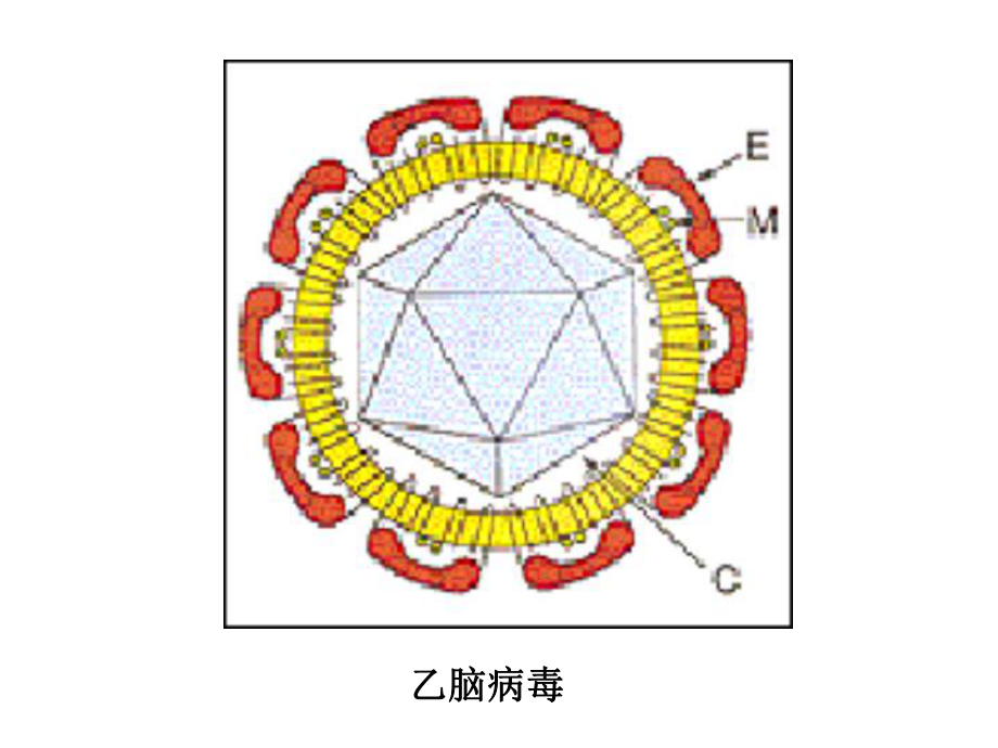 医学微生物学课件第26章虫媒病毒.ppt_第3页