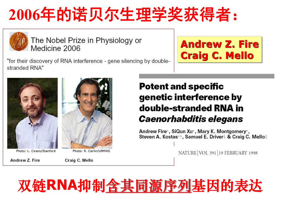 发育生物学——microRNA.ppt_第3页