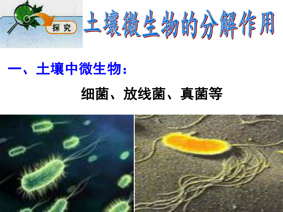 土壤微生物的分解作用.ppt_第1页