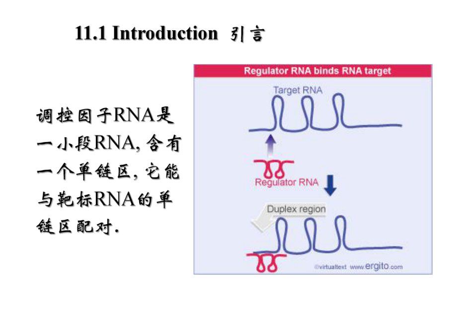 基础分子生物学课件.ppt_第2页