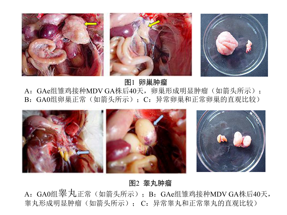 恶性肿瘤的分子生物学.ppt_第3页