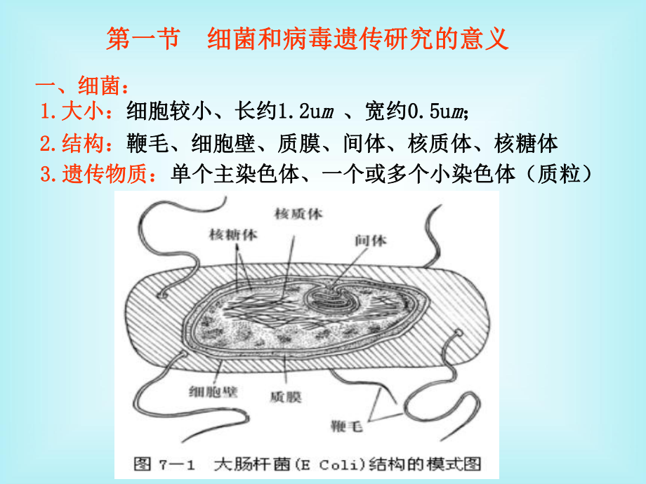 微生物遗传学.ppt_第3页