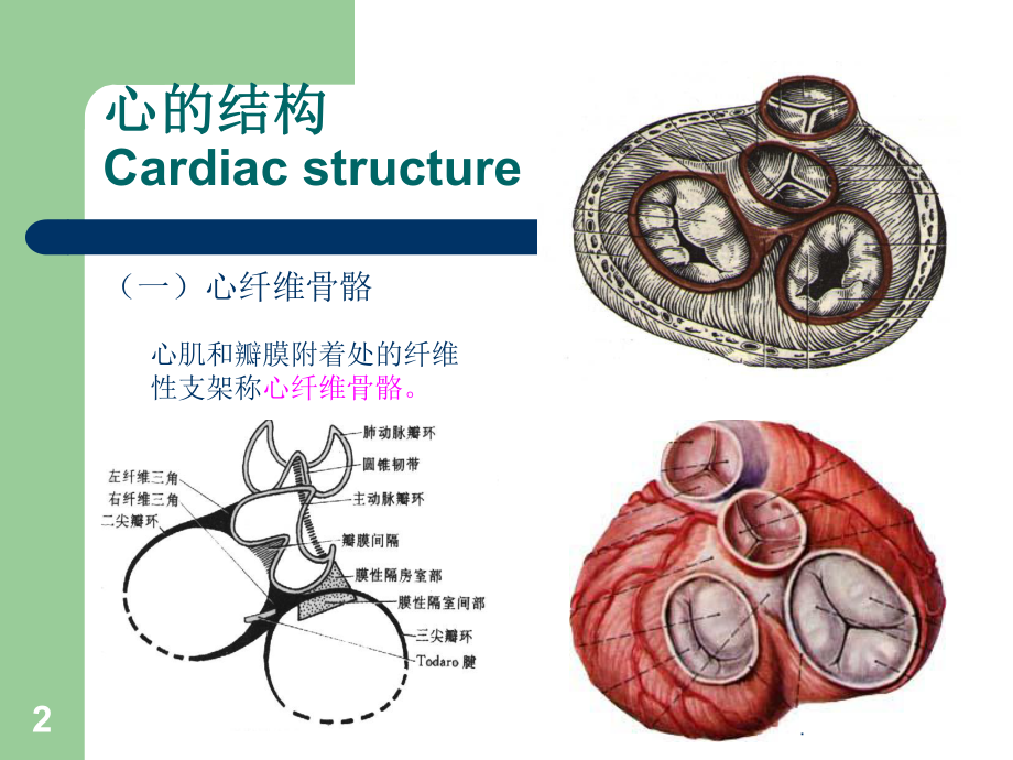 心脏粘液瘤医学PPT课件.ppt_第2页