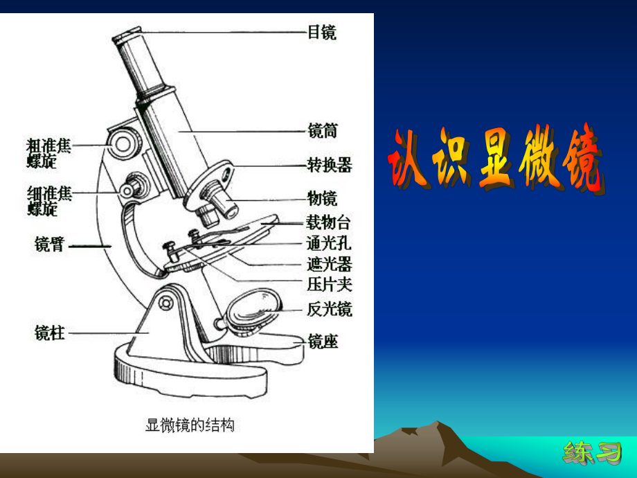 显微镜的结构和使用ppt.ppt_第2页