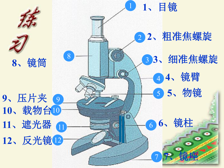 显微镜的结构和使用ppt.ppt_第3页