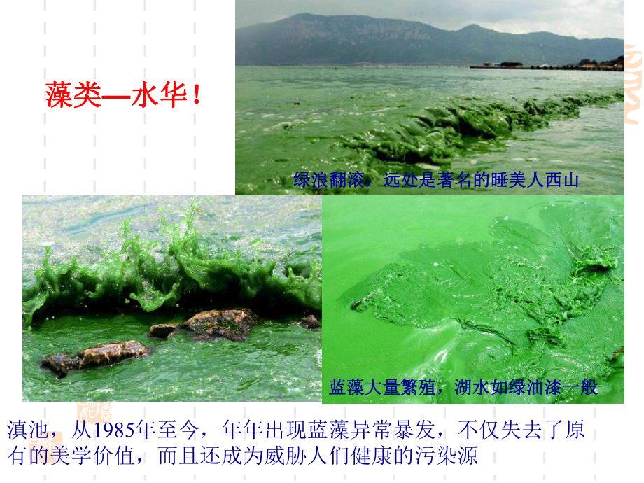 水生生物学蓝藻门.ppt_第3页