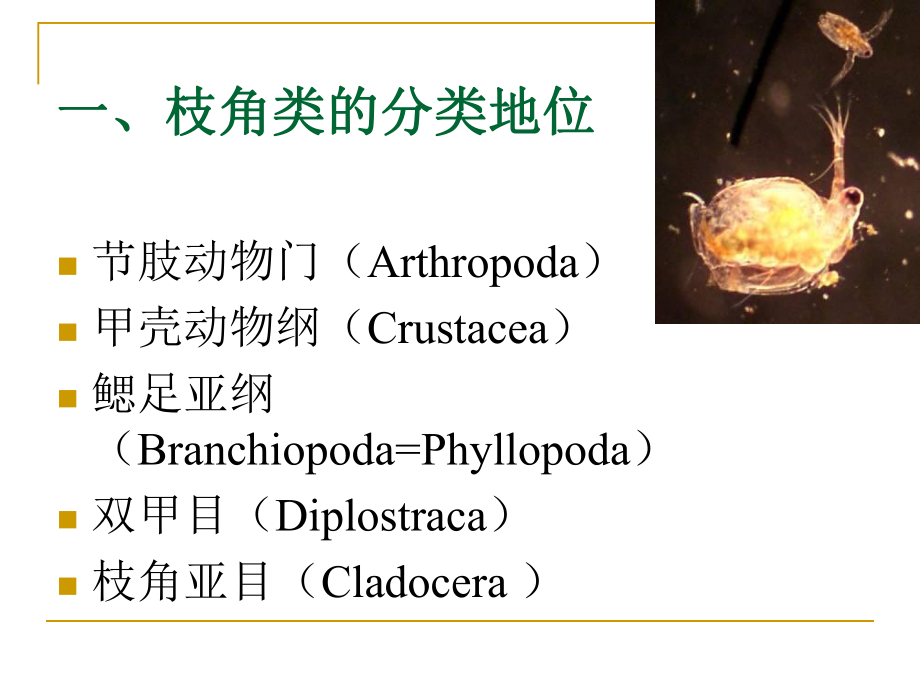 水生生物学枝角类.ppt_第2页