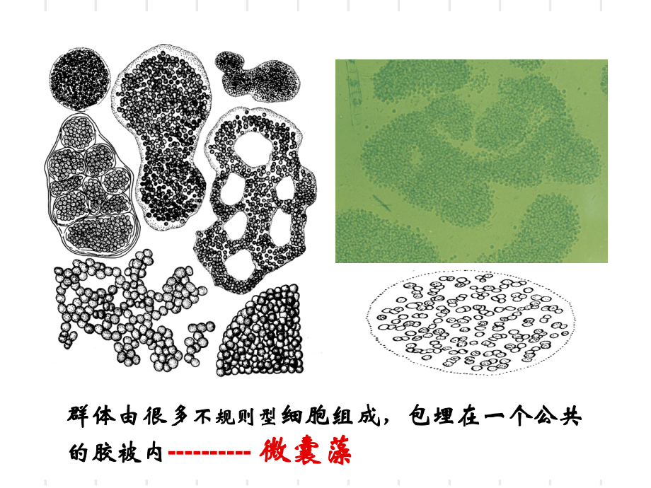 水生生物学图谱.ppt_第2页