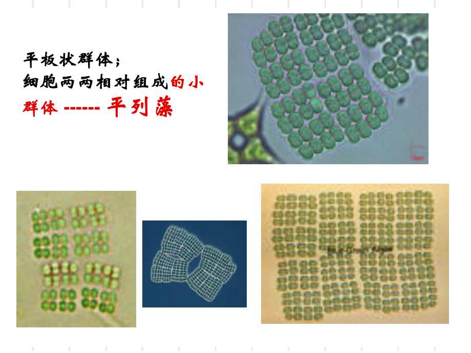 水生生物学图谱.ppt_第3页