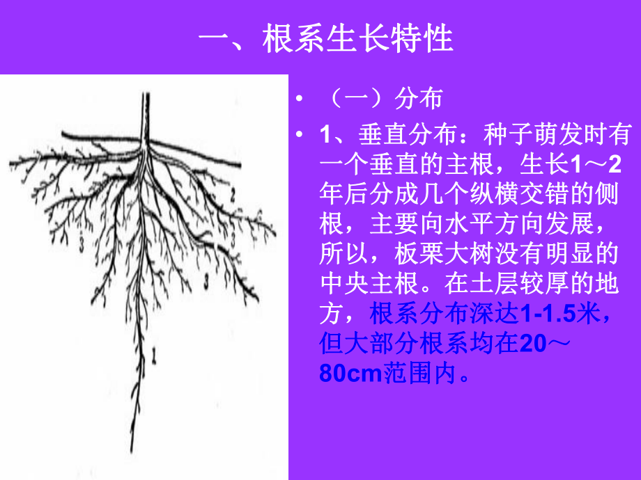 板栗生物学特性.ppt_第2页