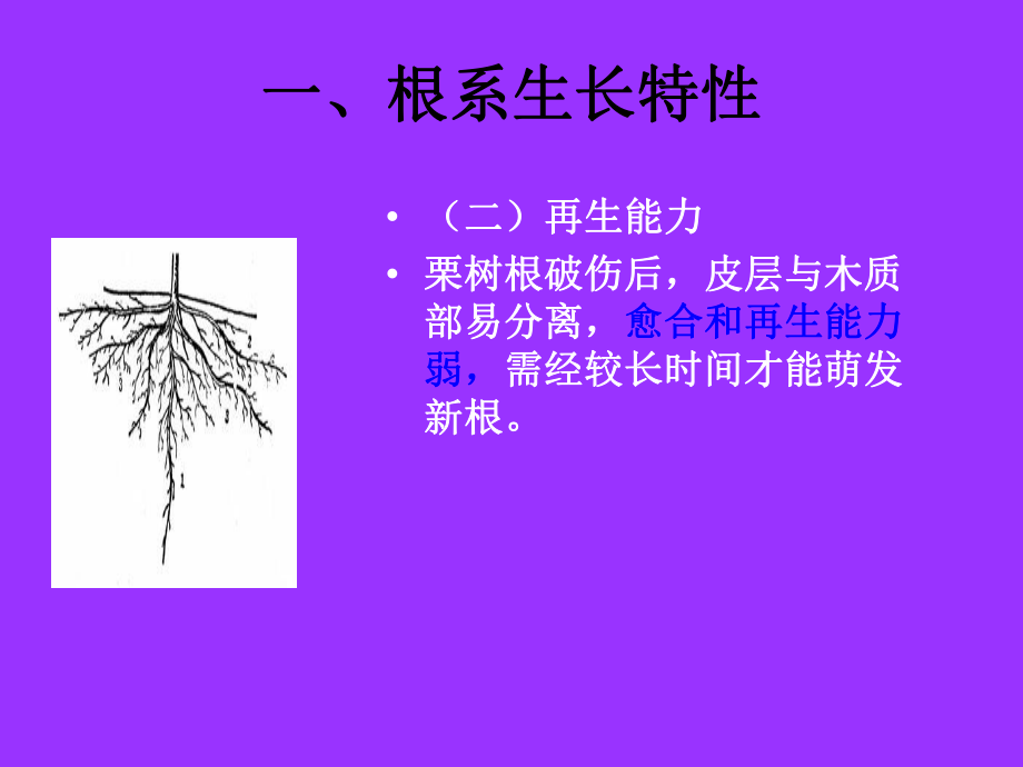 板栗生物学特性.ppt_第3页