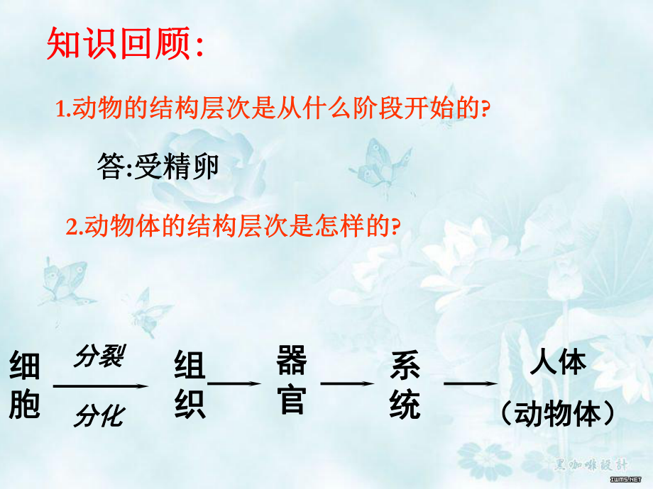 植物体的结构层次.ppt_第3页