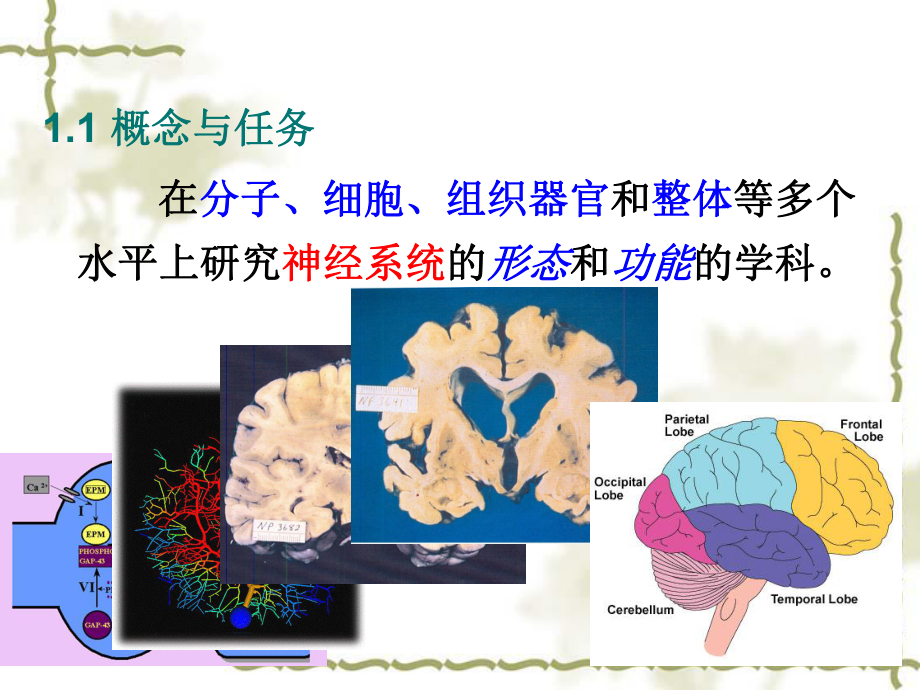 神经生物学概论.ppt_第3页